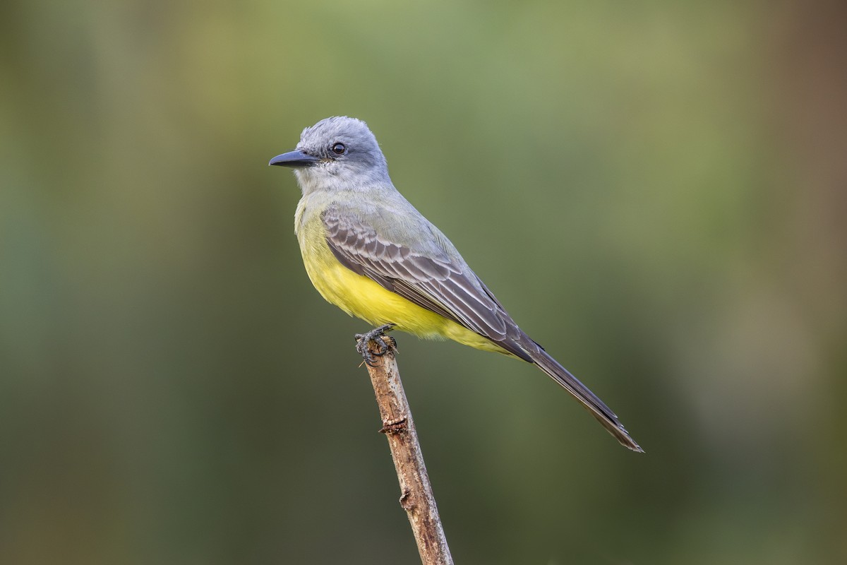 Tropical Kingbird - ML627474630