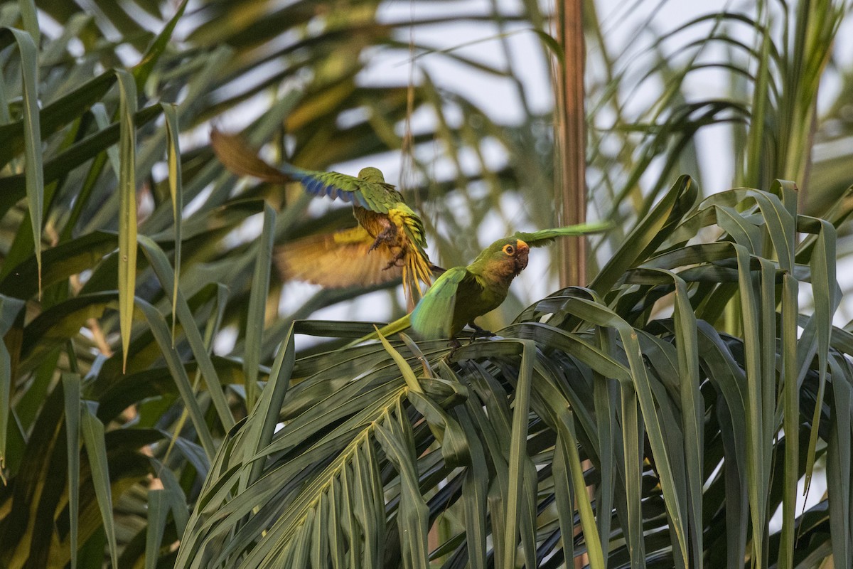 Peach-fronted Parakeet - ML627474642