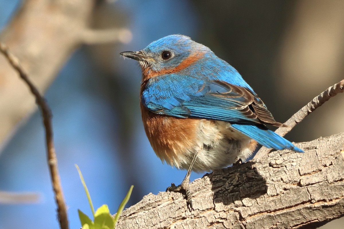 Eastern Bluebird - ML627474667