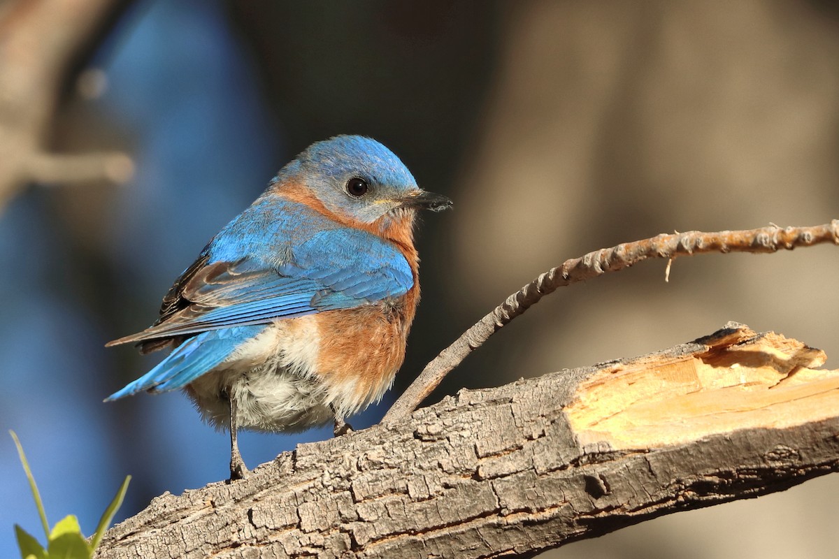 Eastern Bluebird - ML627474668