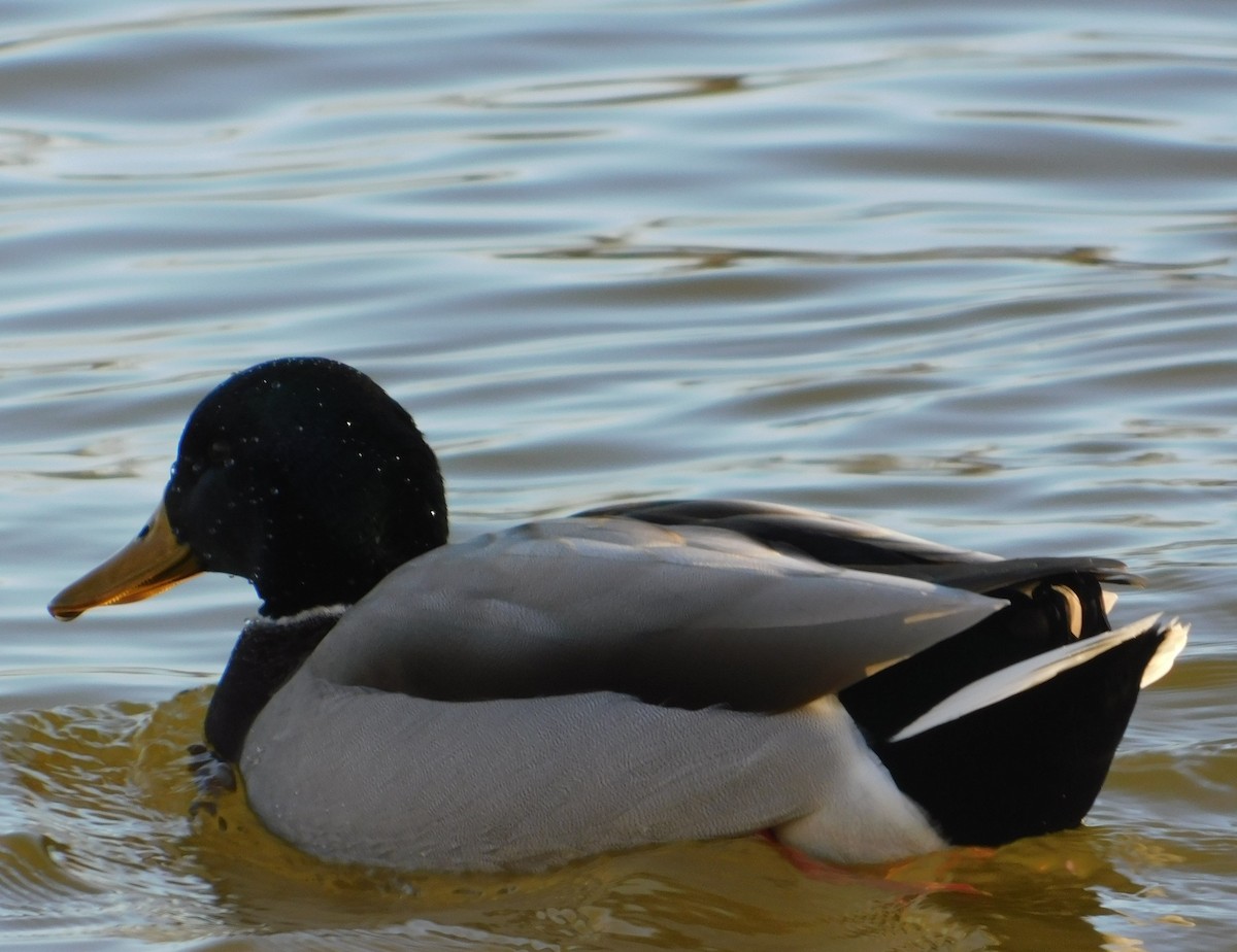 Mallard - ML627474701