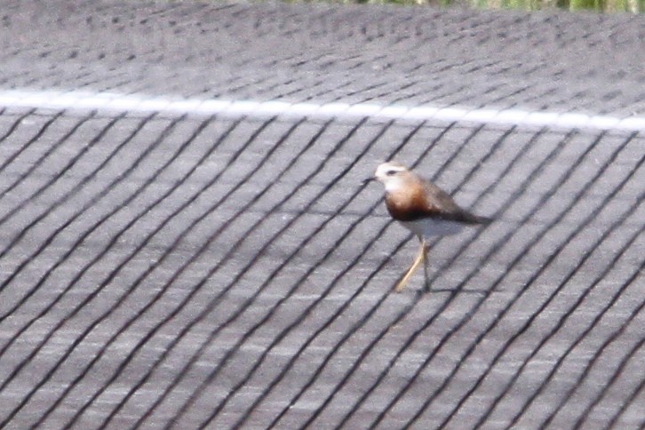 Oriental Plover - ML627474706