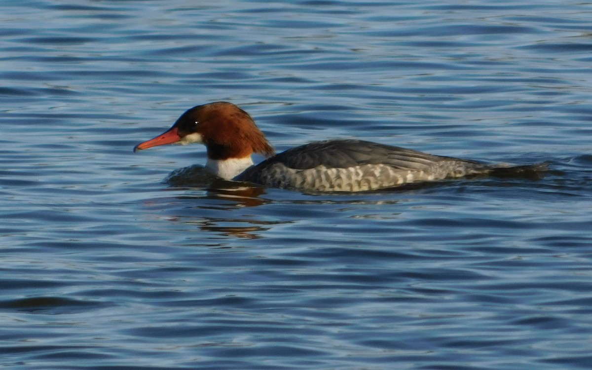 Common Merganser - ML627474712