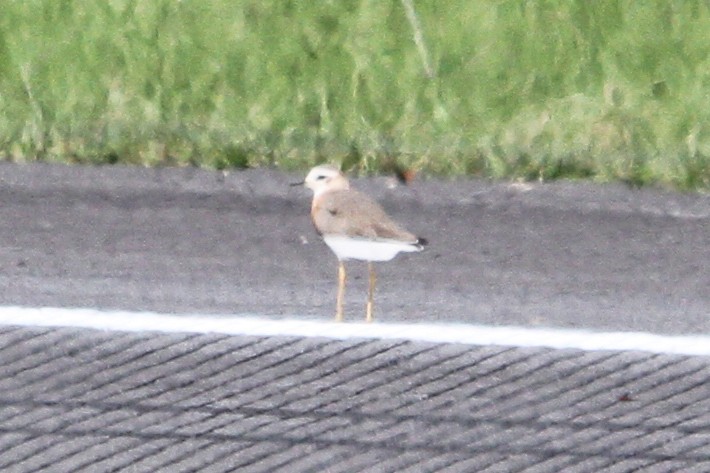 Oriental Plover - ML627474715