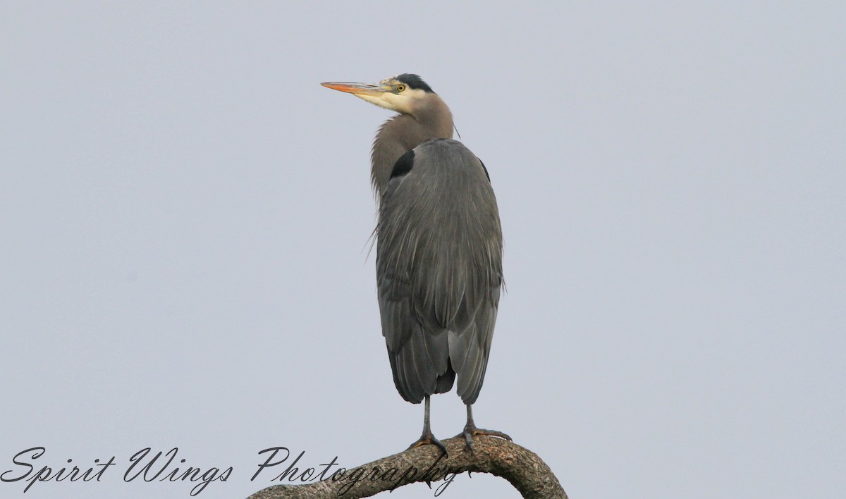 Great Blue Heron (Great Blue) - ML627474751