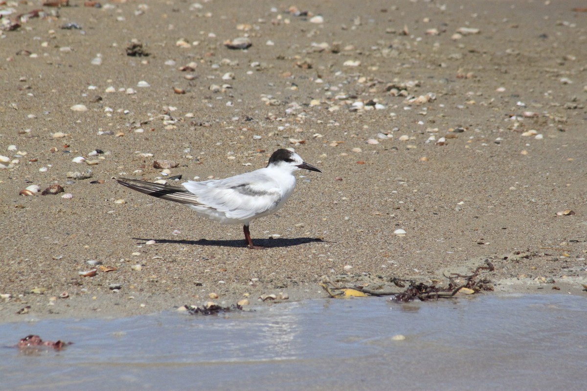 Эгэл хараалай - ML627474764