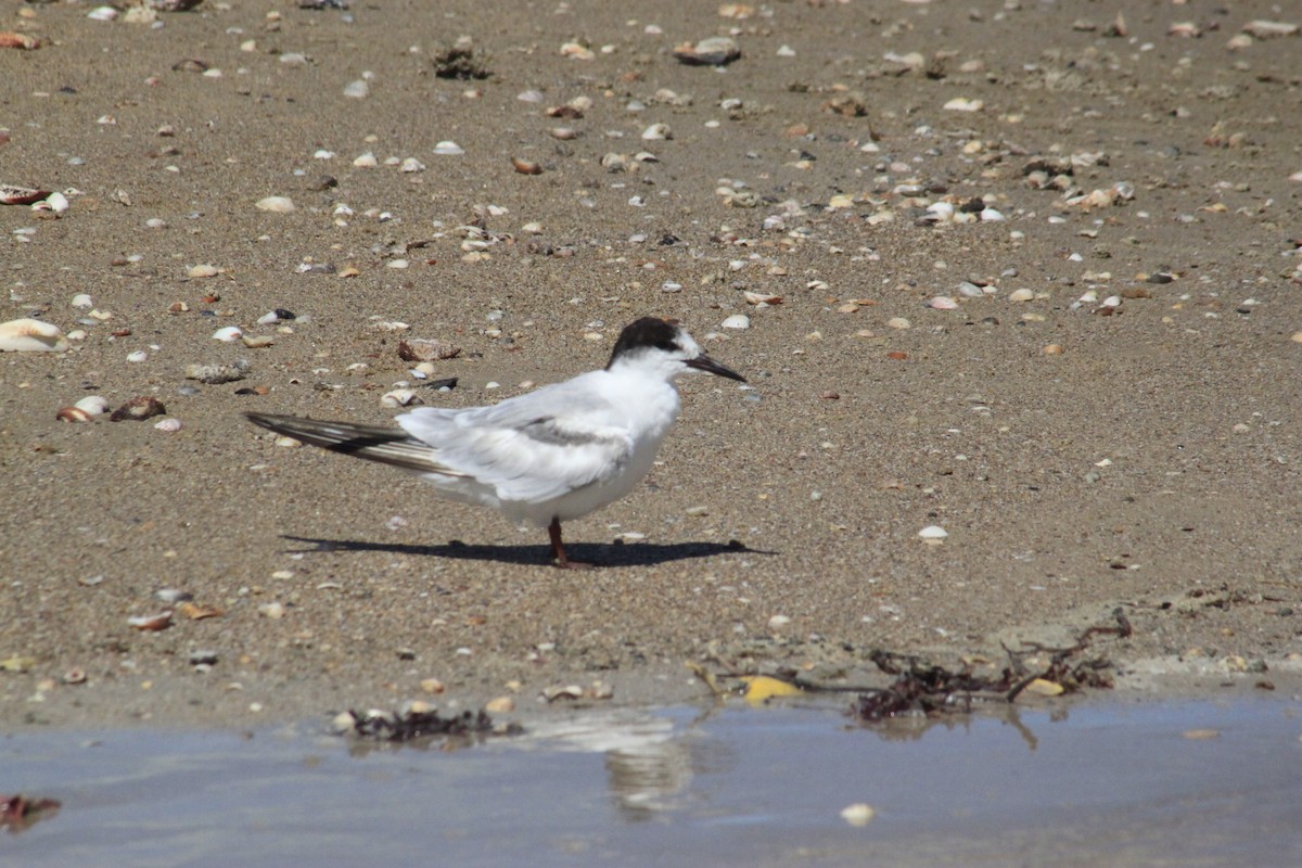 Эгэл хараалай - ML627474765