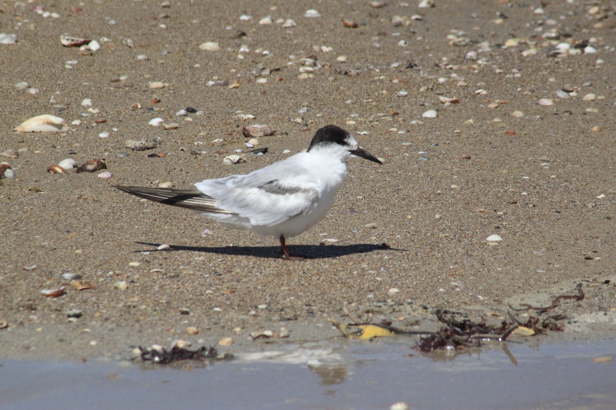 Эгэл хараалай - ML627474766