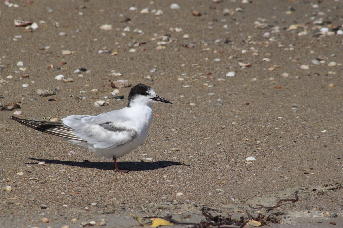 Эгэл хараалай - ML627474767