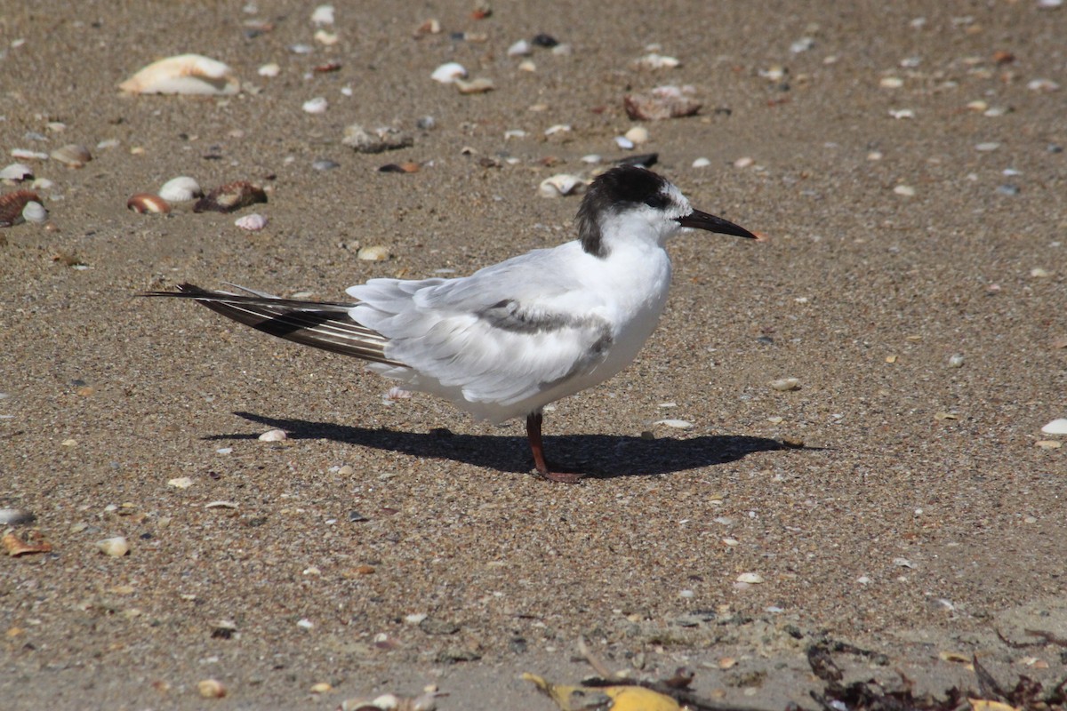 Эгэл хараалай - ML627474768