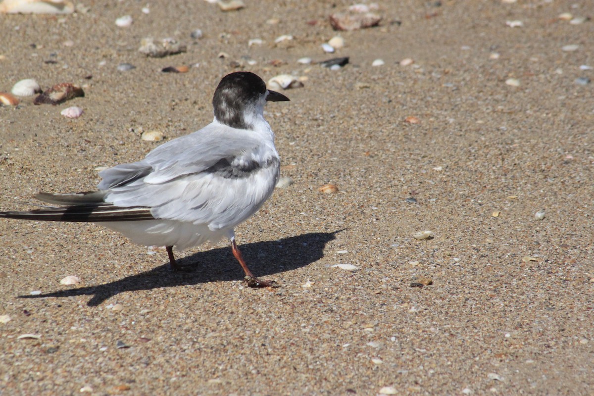 Эгэл хараалай - ML627474769