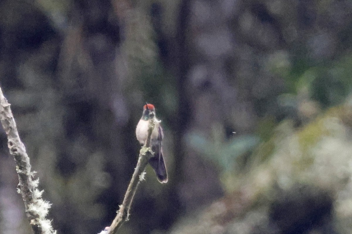 Rufous-capped Thornbill - ML627474849