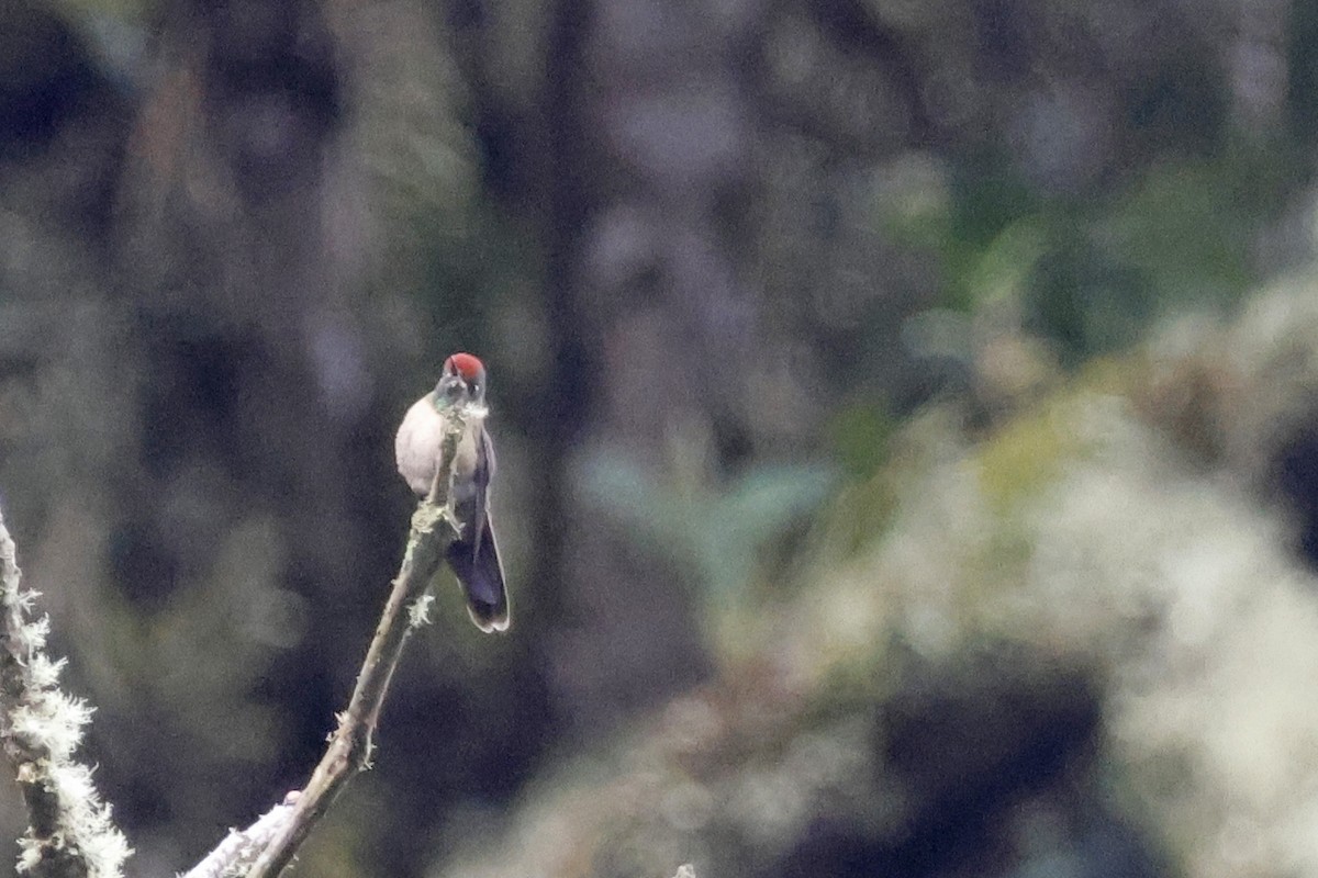 Rufous-capped Thornbill - ML627474850