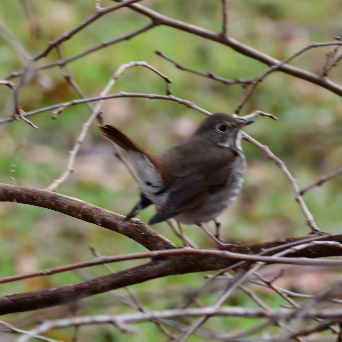 Hermit Thrush - ML627475048