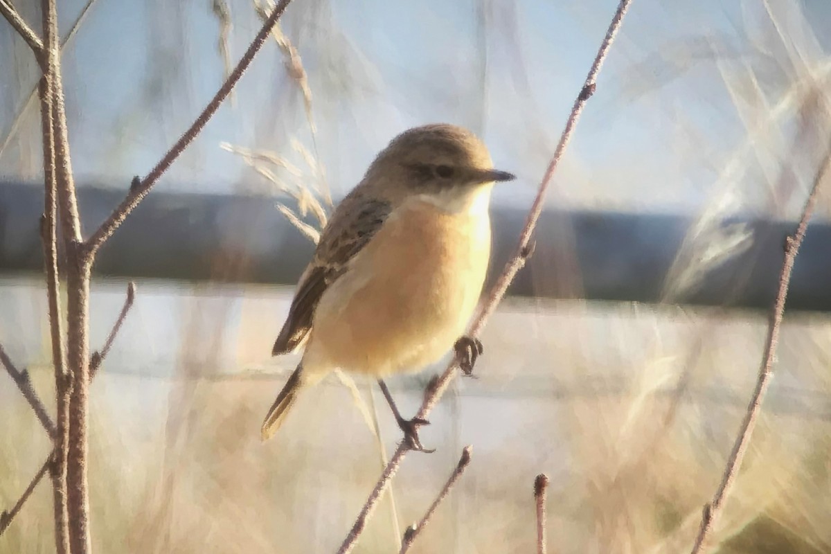 Siberian Stonechat - ML627475057