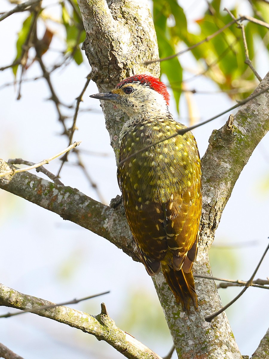 Green-backed Woodpecker - ML627475079