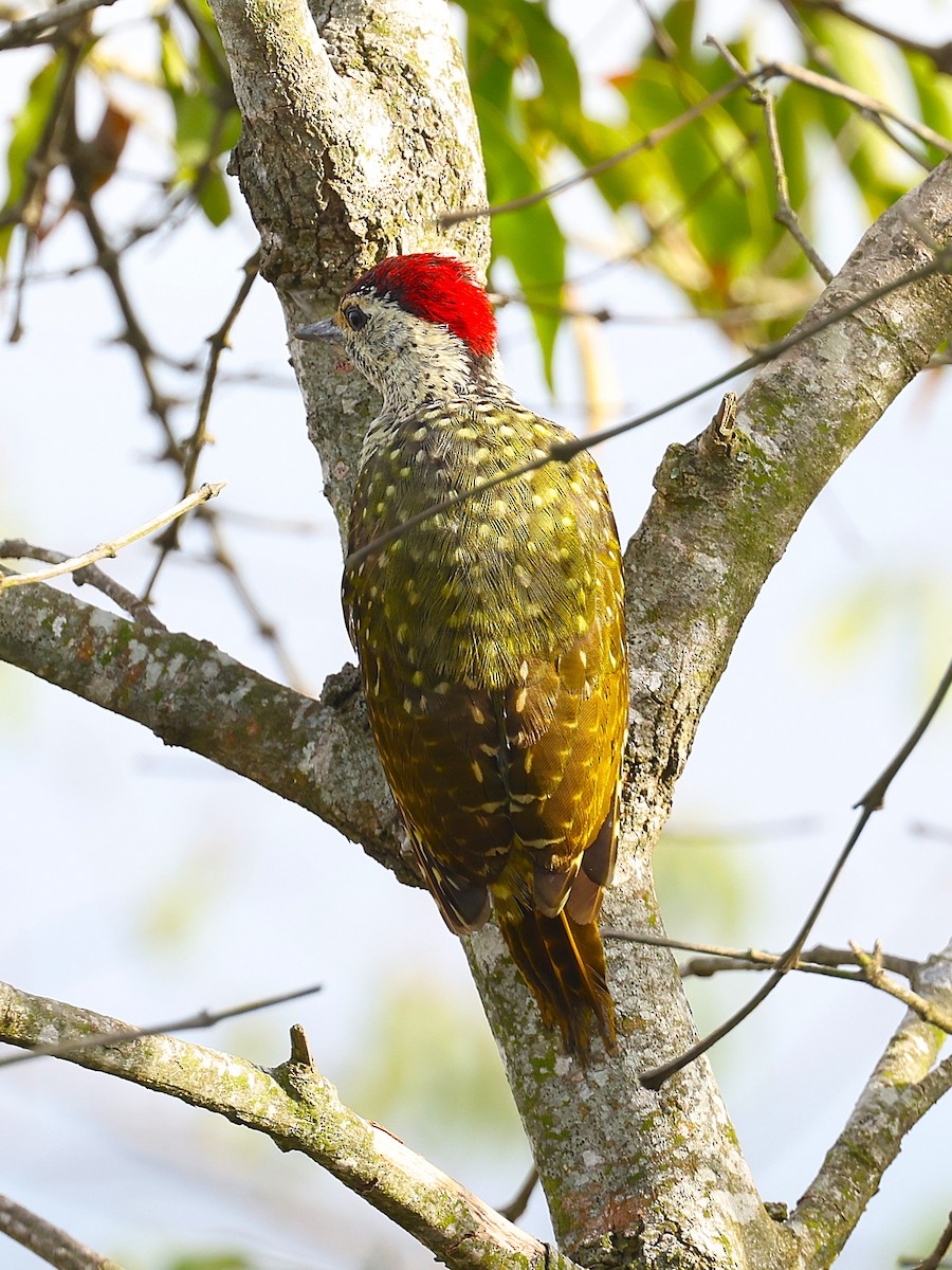 Green-backed Woodpecker - ML627475080