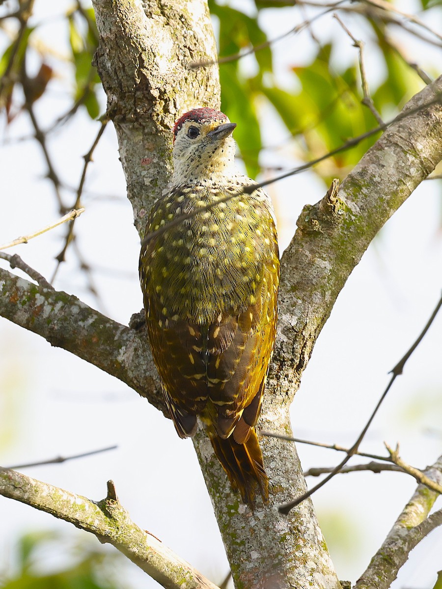 Green-backed Woodpecker - ML627475081