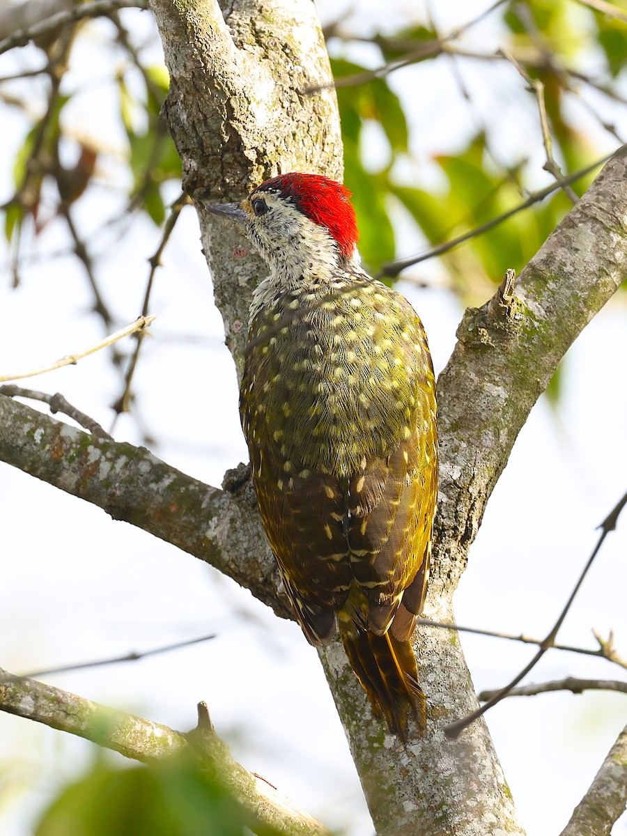 Green-backed Woodpecker - ML627475082