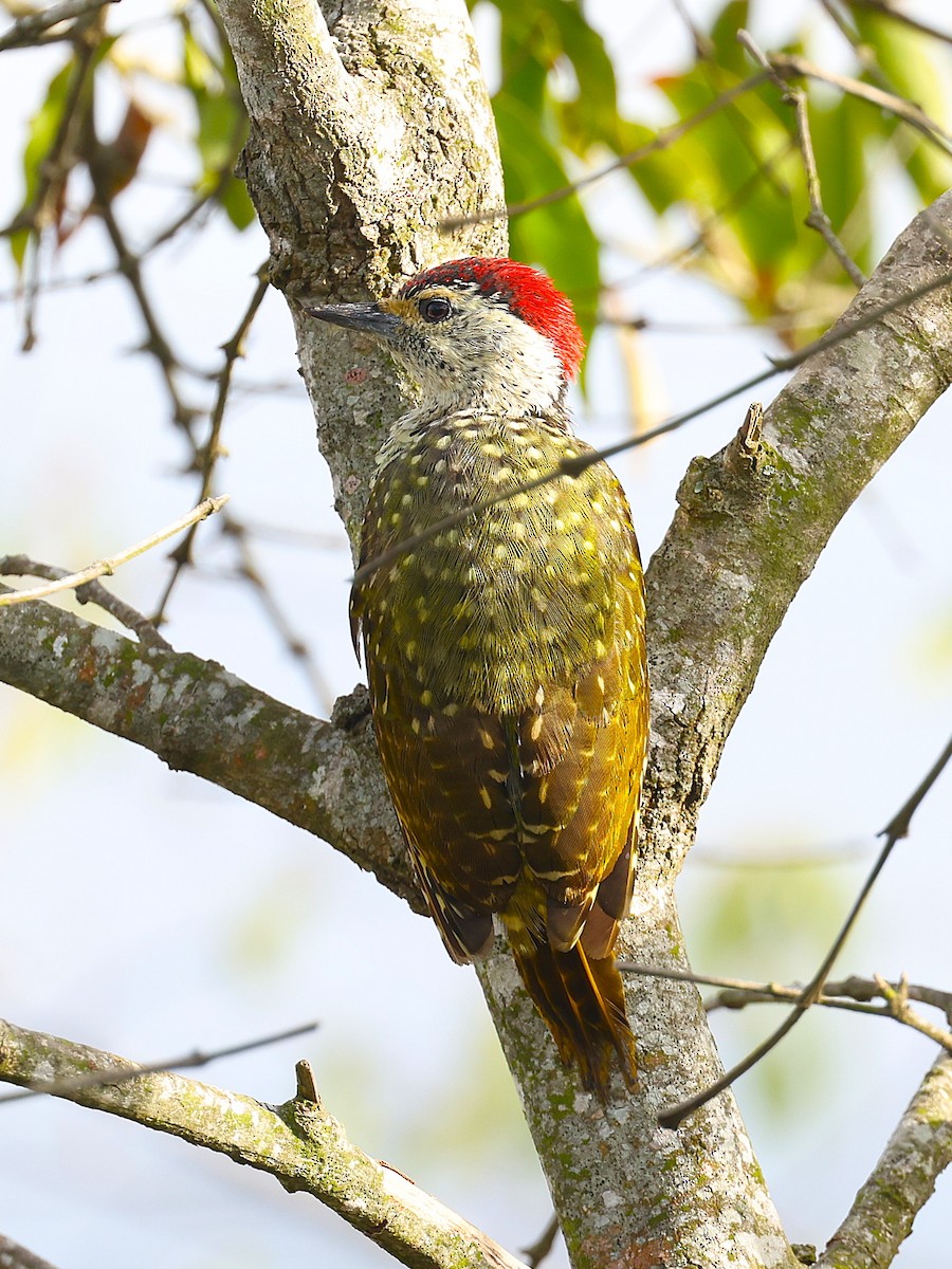 Green-backed Woodpecker - ML627475083