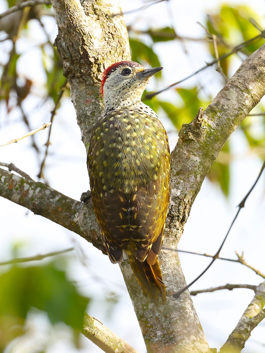 Green-backed Woodpecker - ML627475084