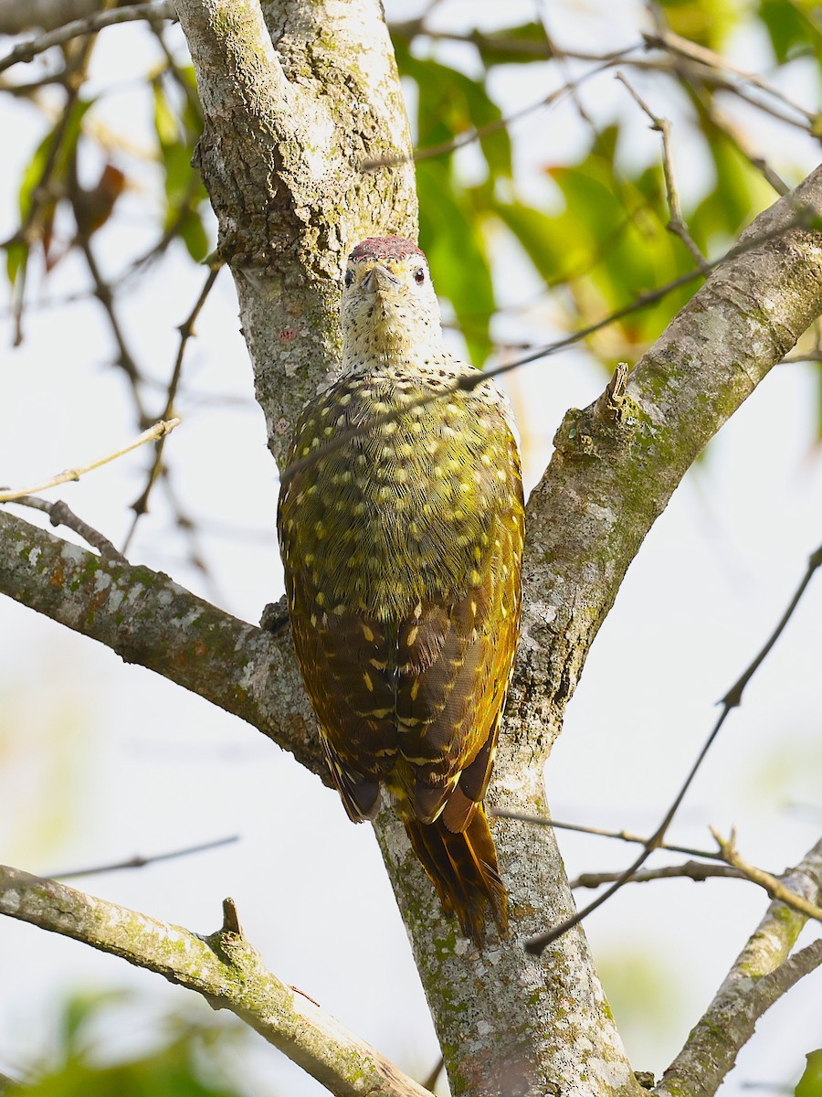 Green-backed Woodpecker - ML627475085