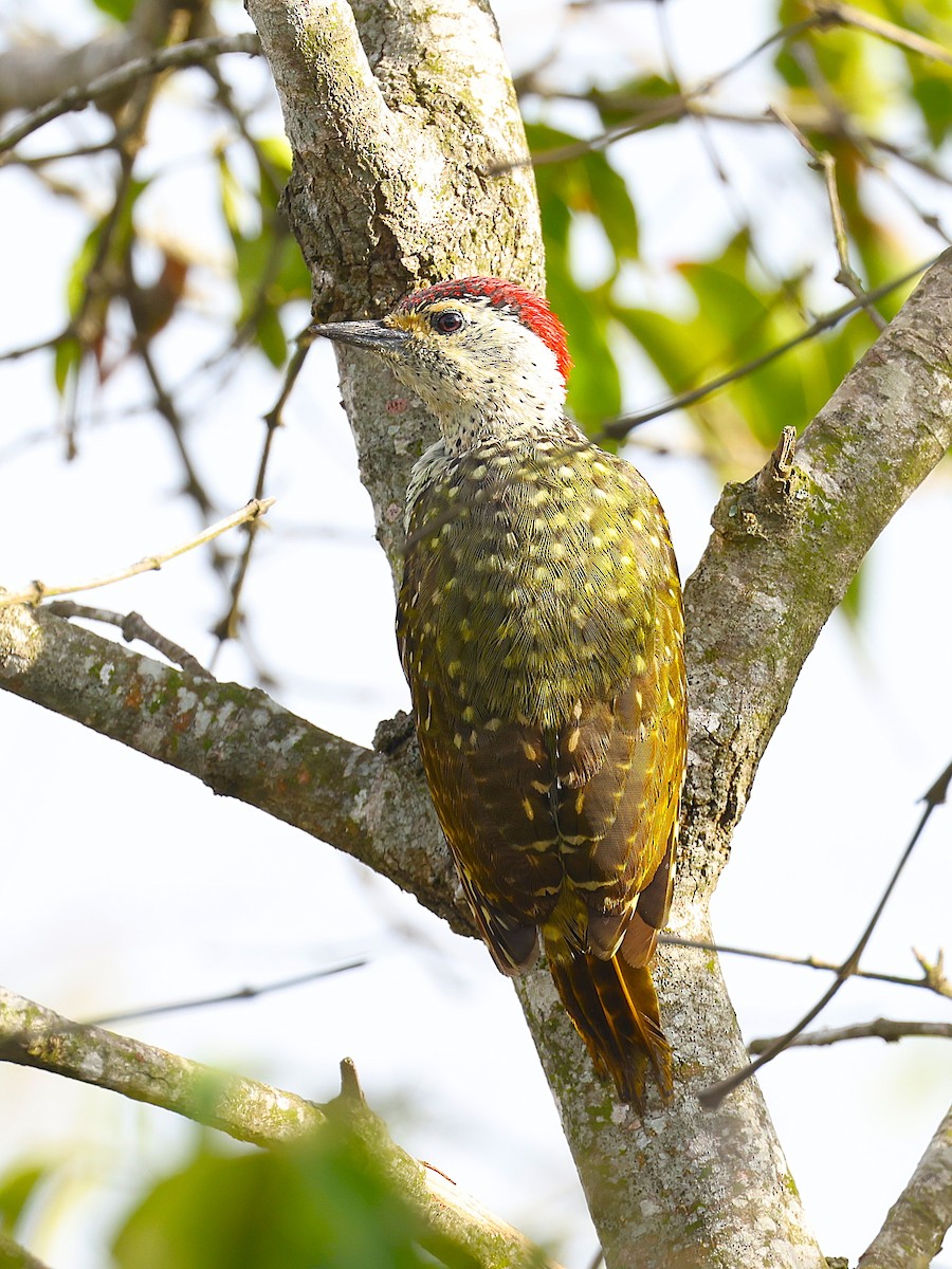 Green-backed Woodpecker - ML627475086