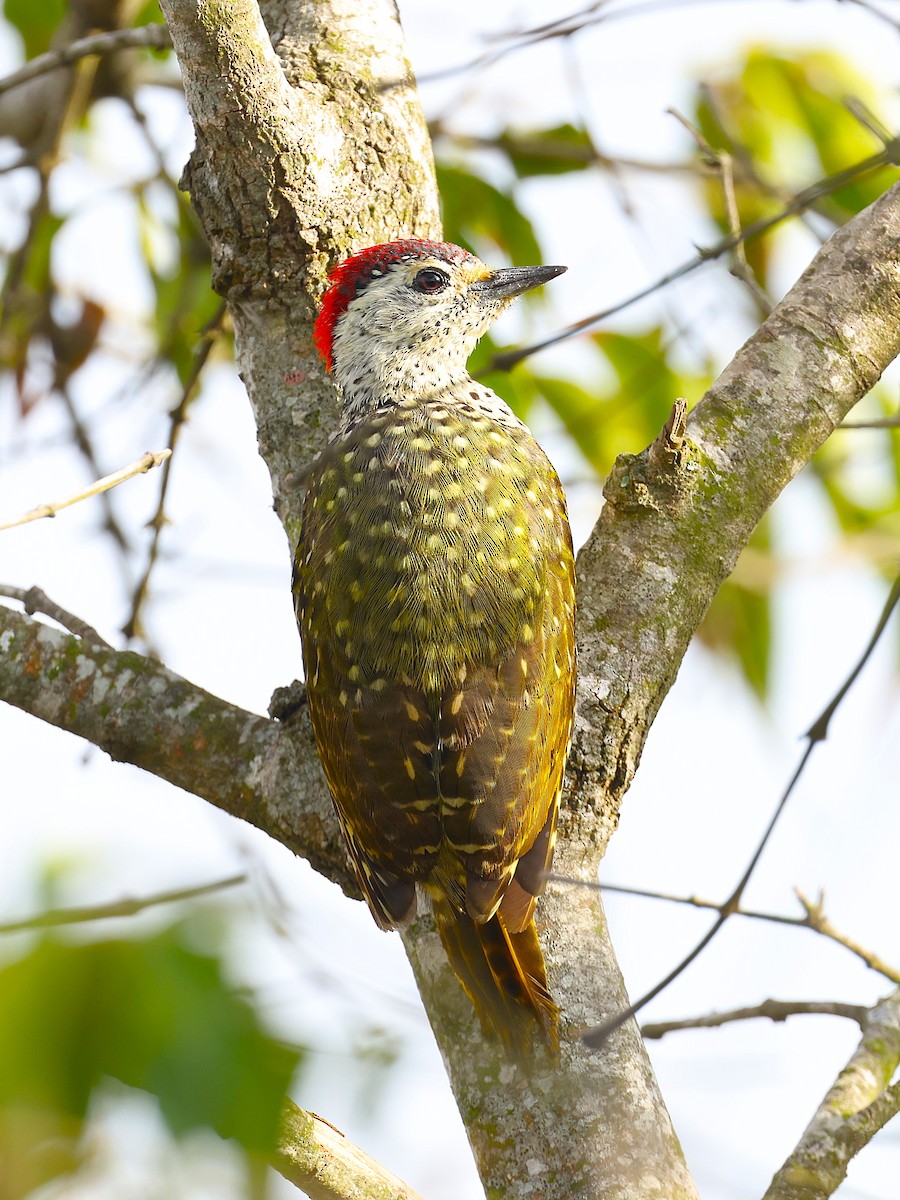 Green-backed Woodpecker - ML627475087