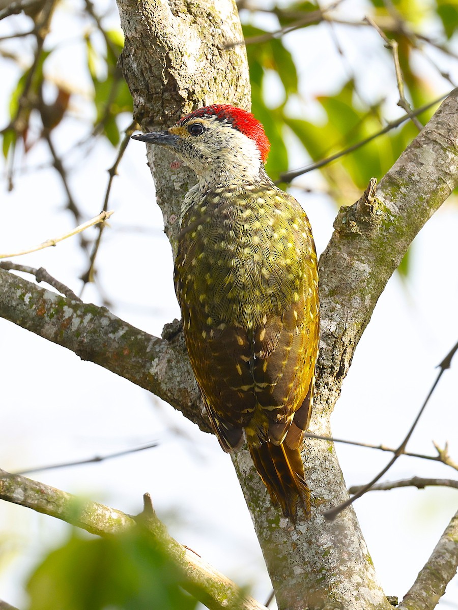 Green-backed Woodpecker - ML627475088