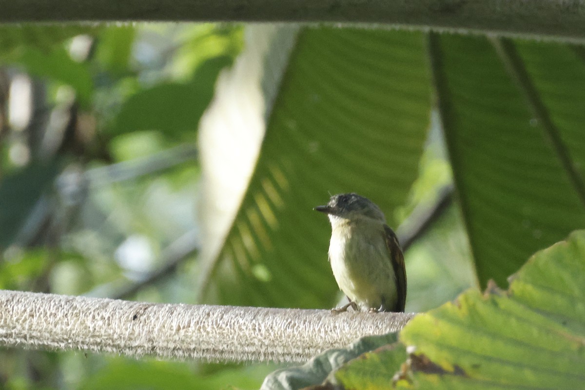 Inca Flycatcher - ML627475120