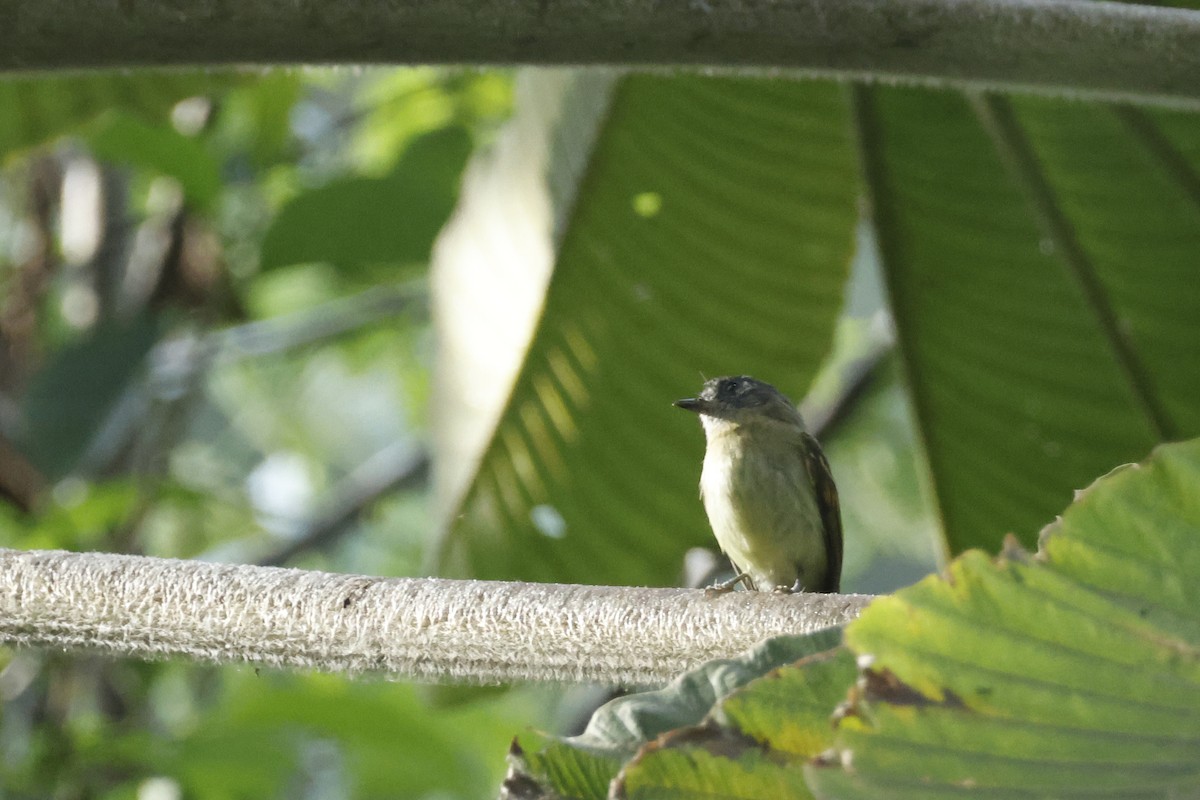 Inca Flycatcher - ML627475123