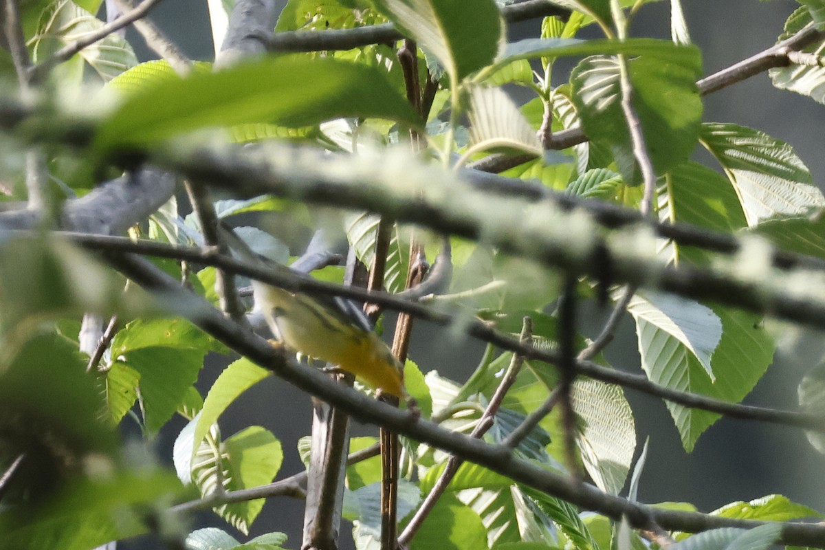 Blackburnian Warbler - ML627475136