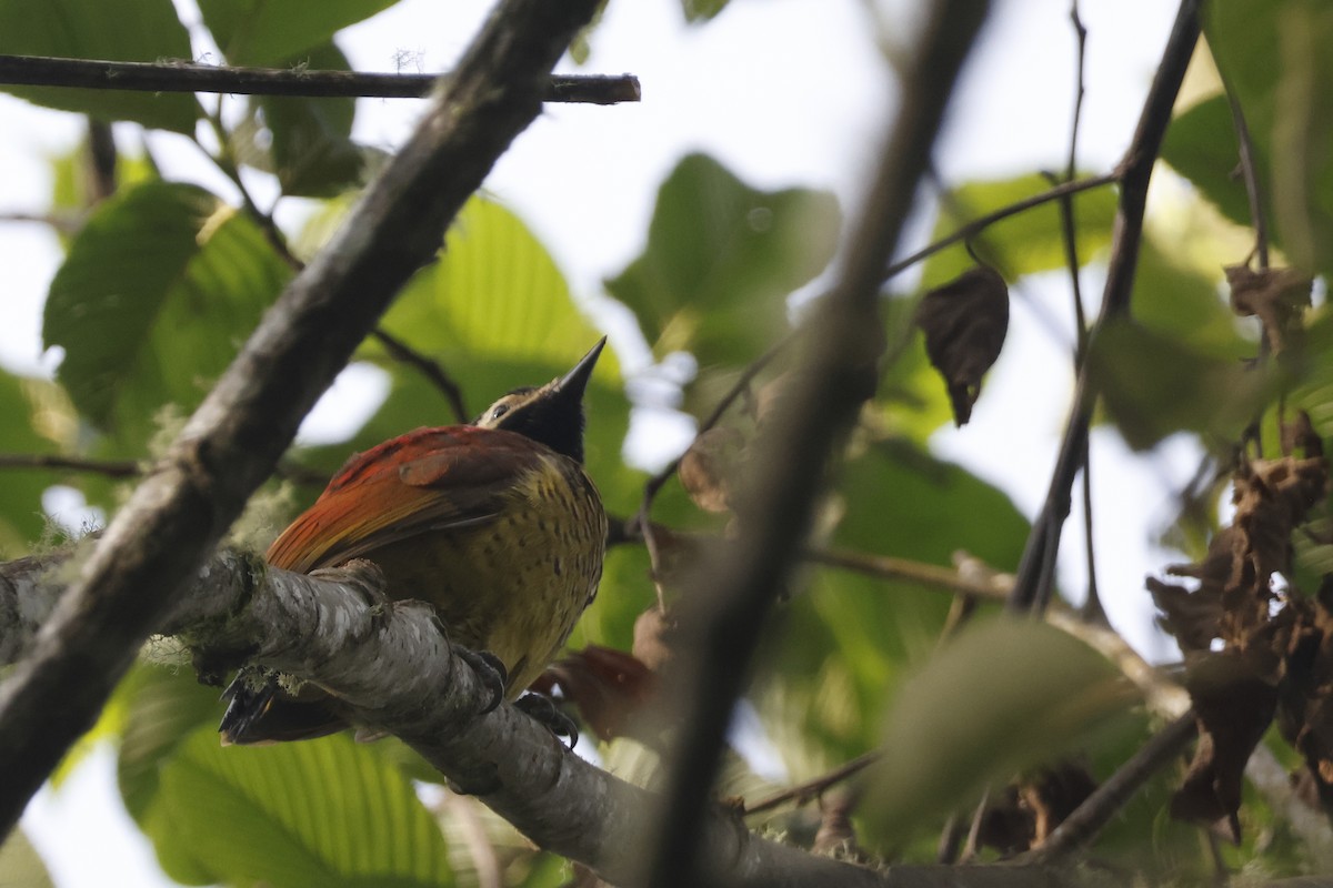 Crimson-mantled Woodpecker - ML627475169