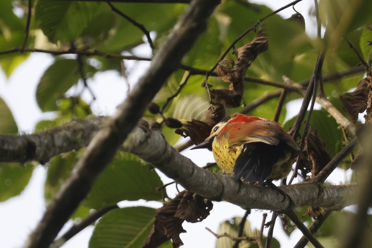 Crimson-mantled Woodpecker - ML627475170