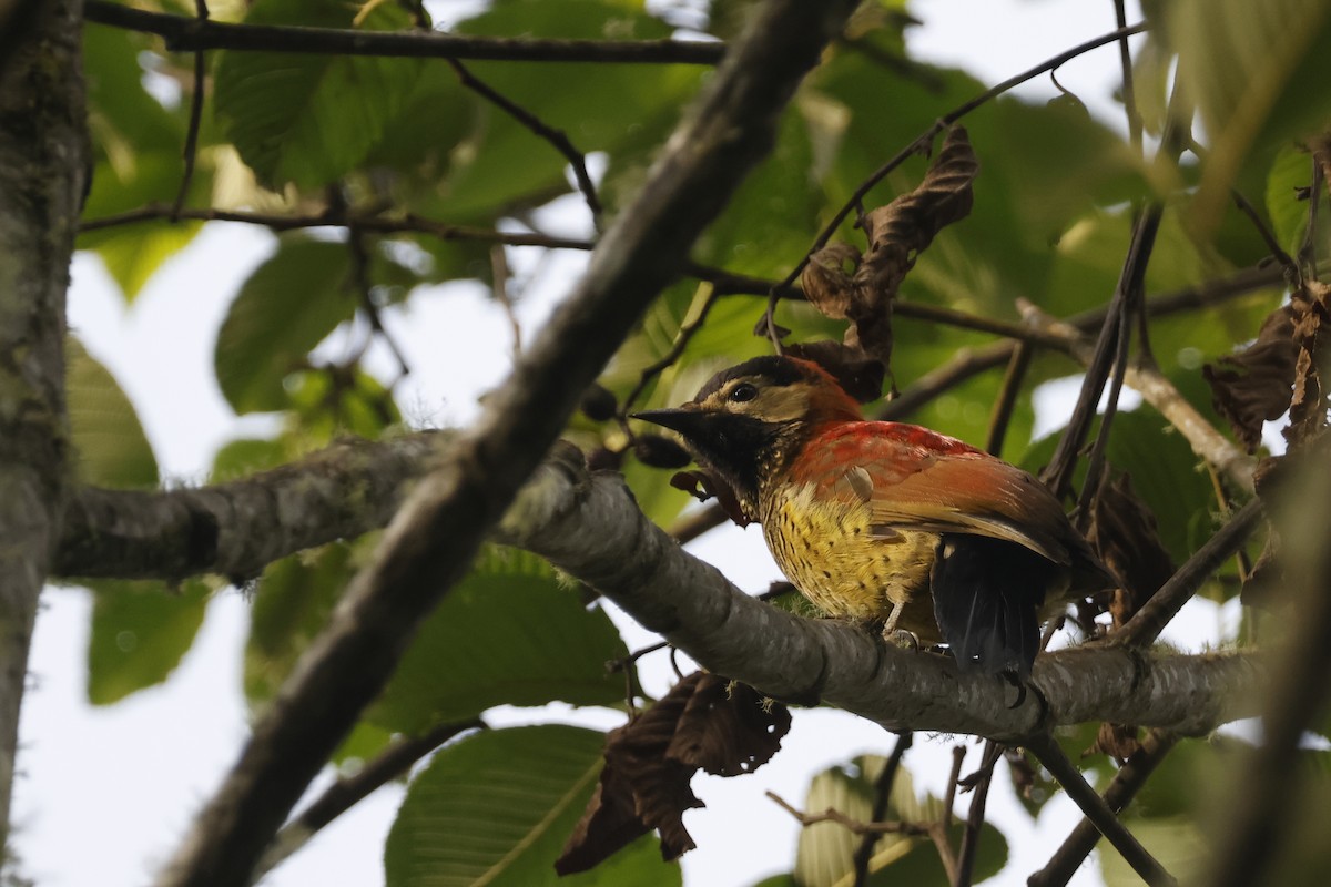 Crimson-mantled Woodpecker - ML627475171