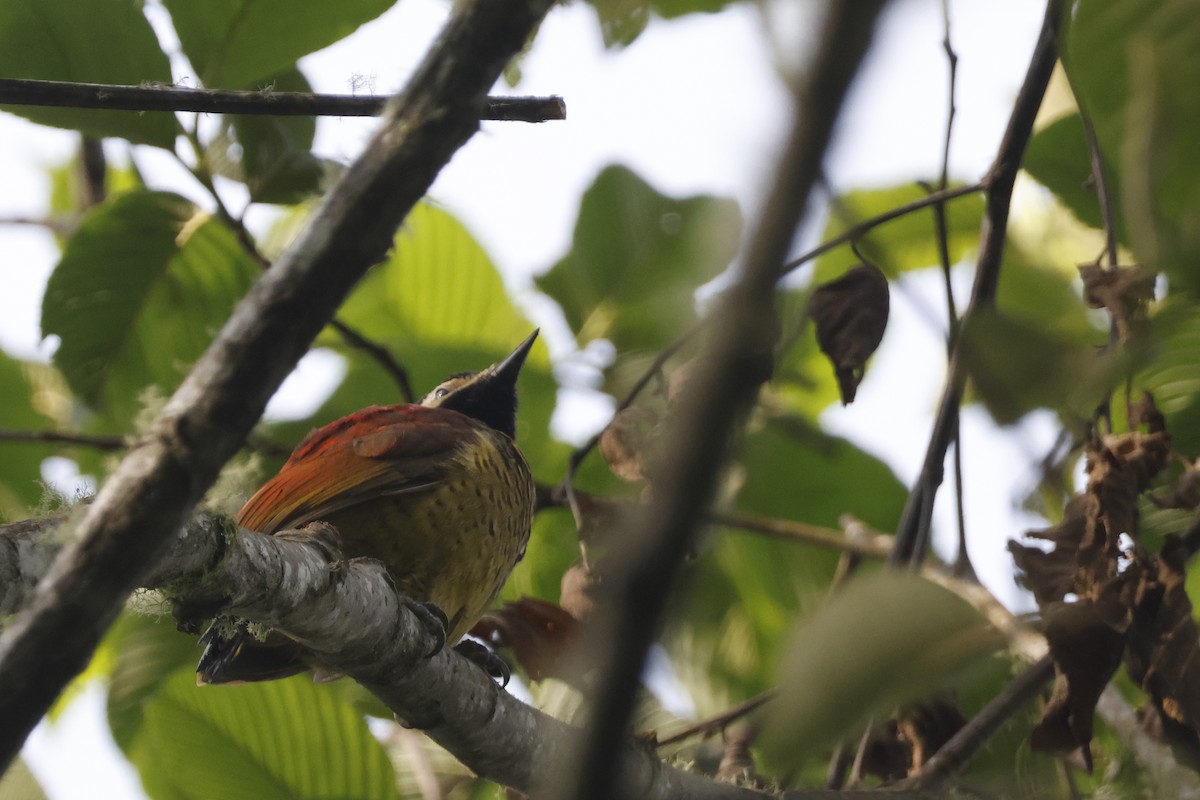 Crimson-mantled Woodpecker - ML627475172