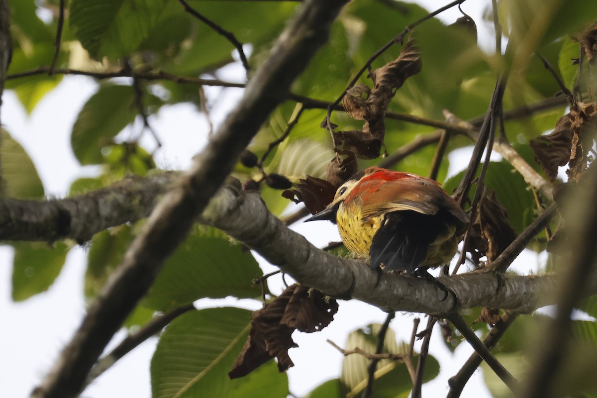 Crimson-mantled Woodpecker - ML627475173