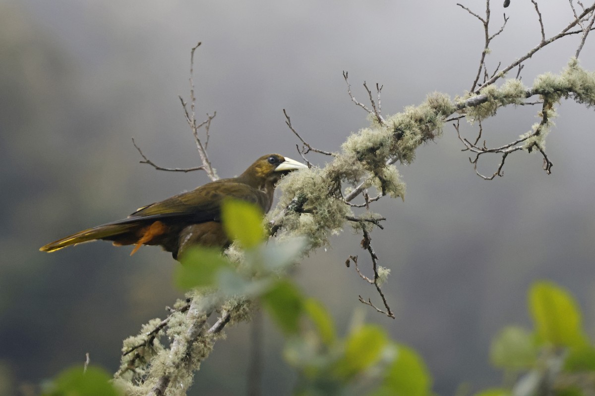 Dusky-green Oropendola - ML627475236