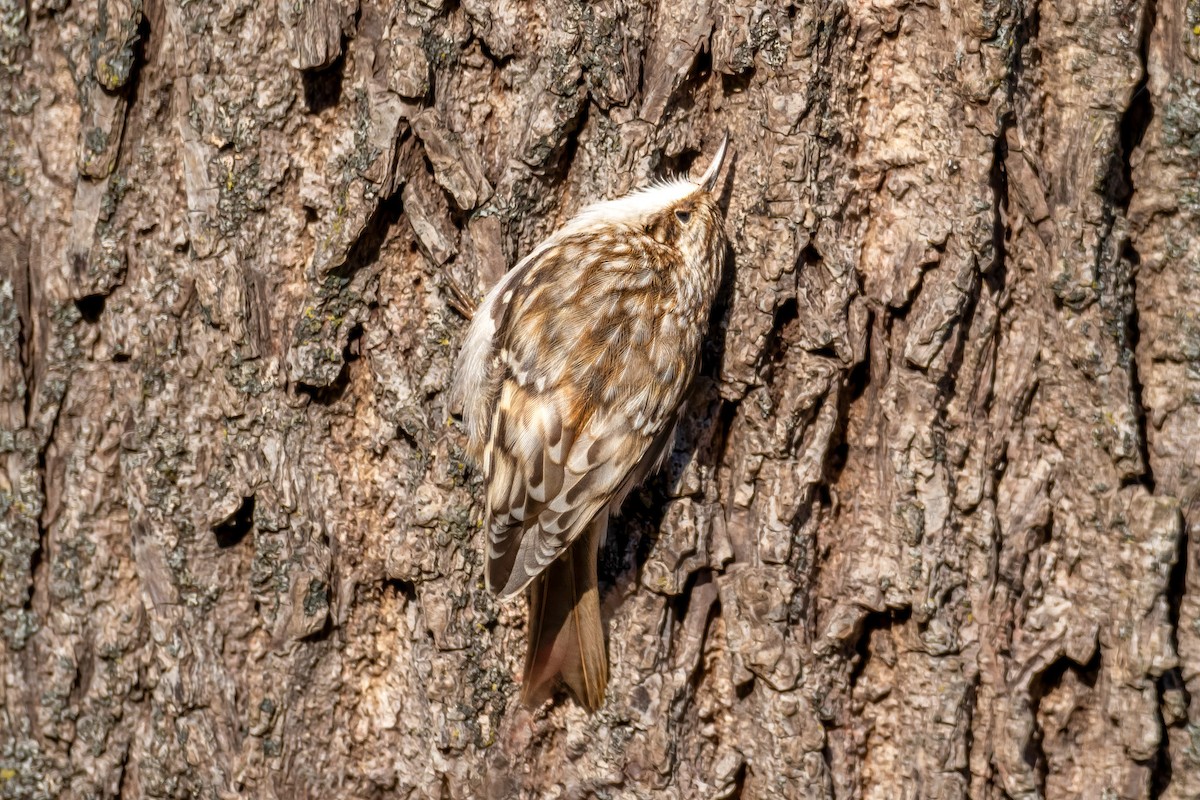 Brown Creeper - ML627475258