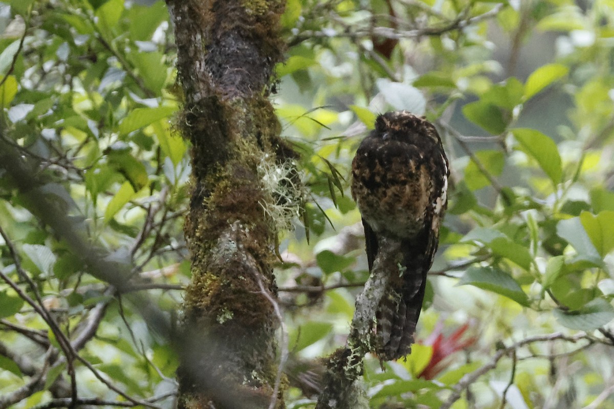 Andean Potoo - ML627475264