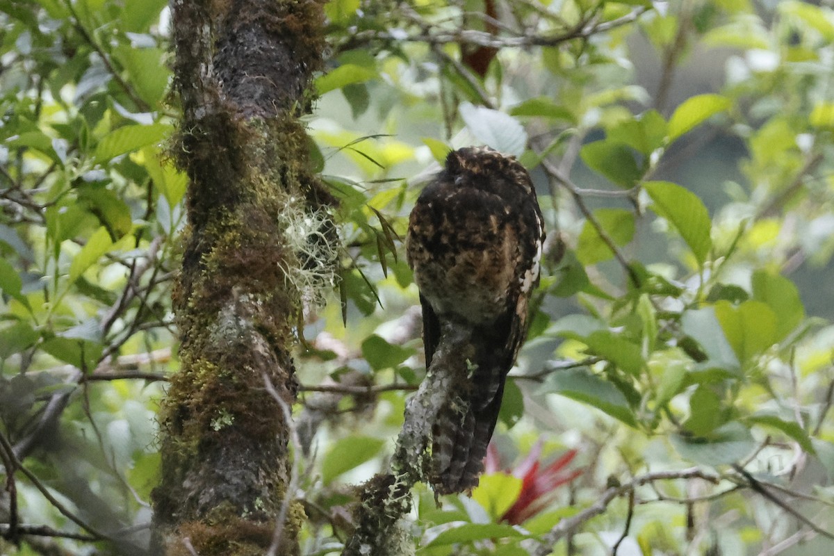 Andean Potoo - ML627475265