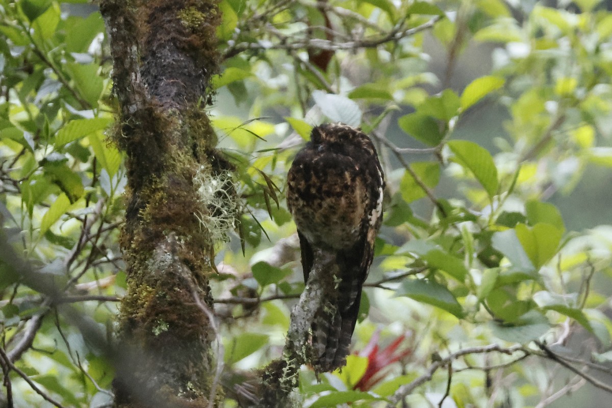 Andean Potoo - ML627475266