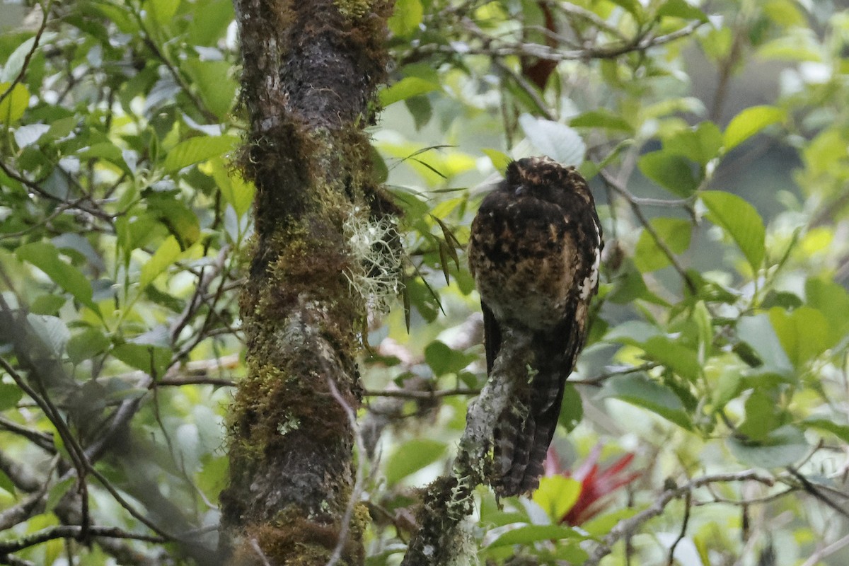 Andean Potoo - ML627475267