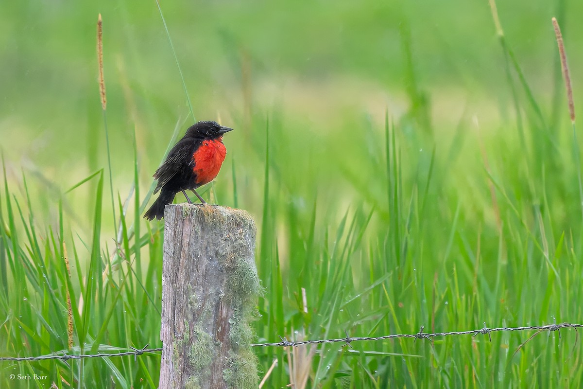 Red-breasted Meadowlark - ML627475605