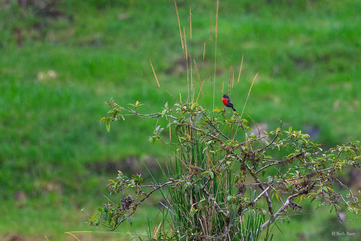 Red-breasted Meadowlark - ML627475606