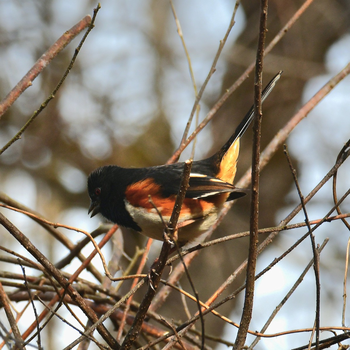 Eastern Towhee - ML627475646