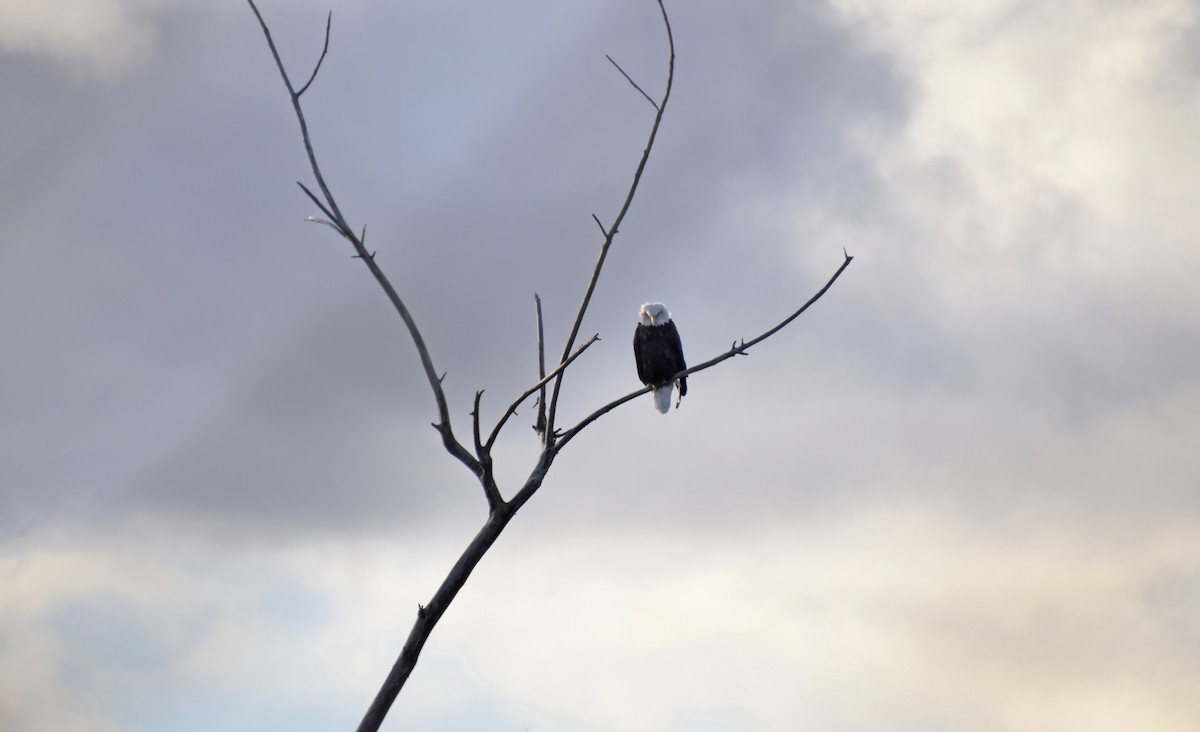 Bald Eagle - ML627475760