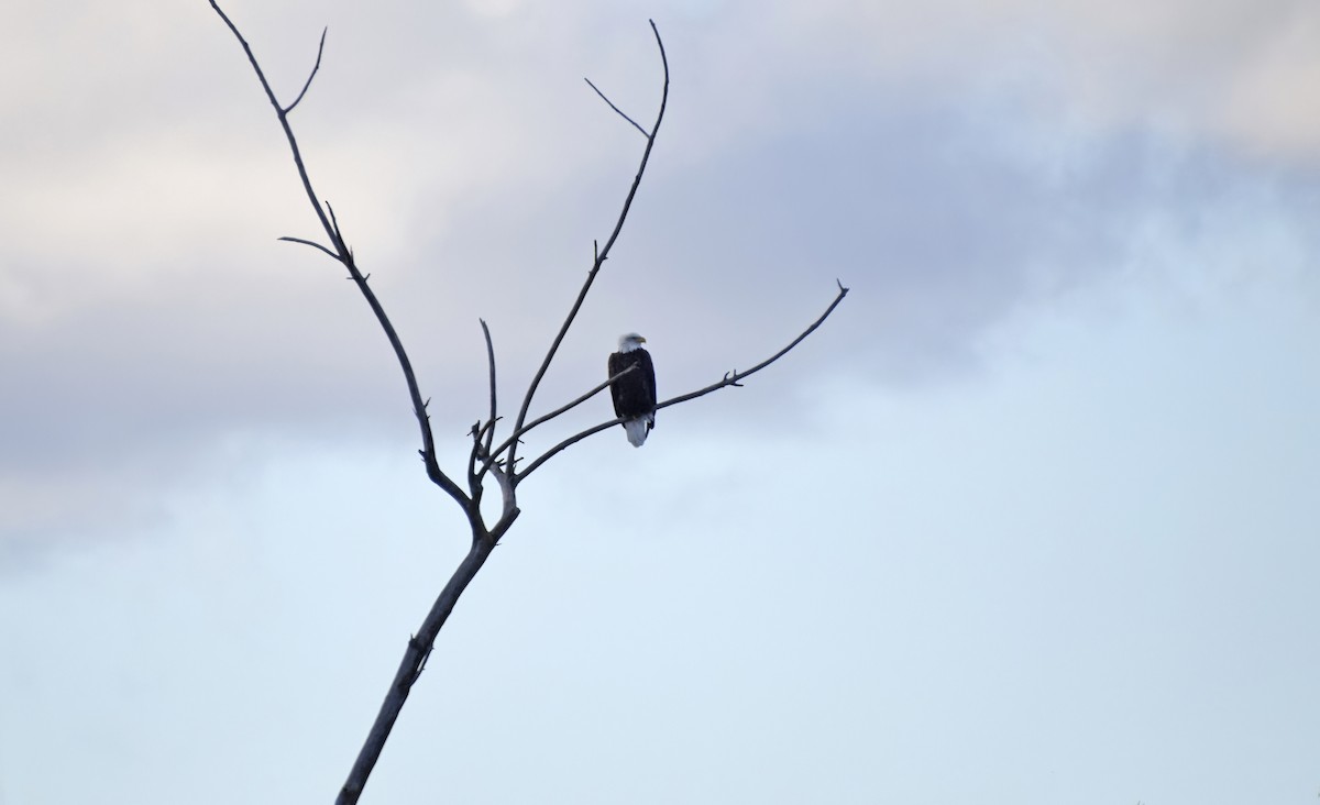Bald Eagle - ML627475761