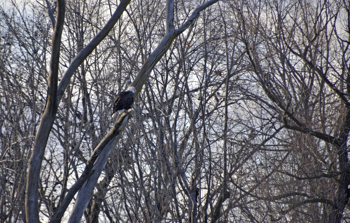 Bald Eagle - ML627475762