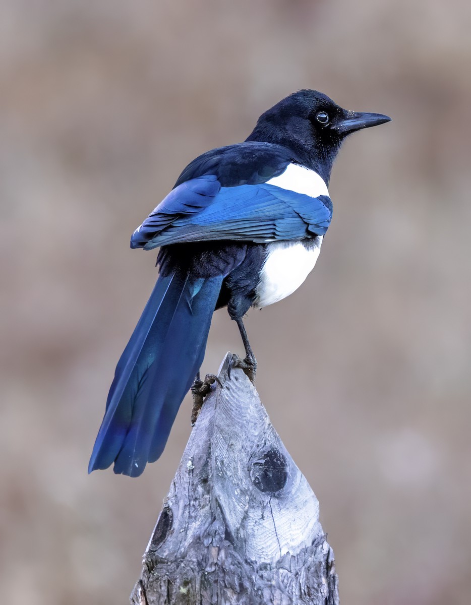 Black-rumped Magpie - ML627475945